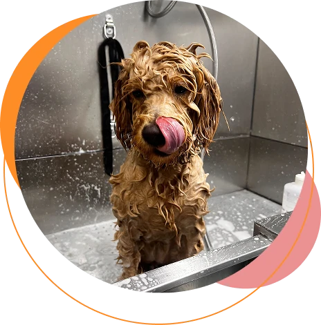 A Poochies client in Lake Highlands