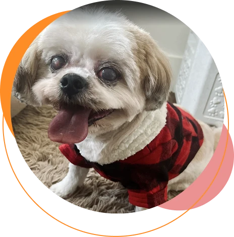 A Poochies client in Carrollton