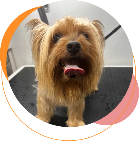 A Poochies client in Bluffview