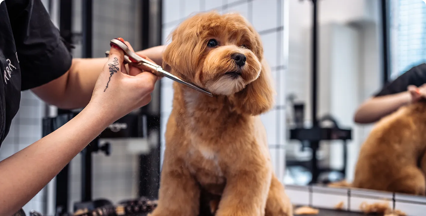 Doodle coat assessed before a haircut in Preston Hollow