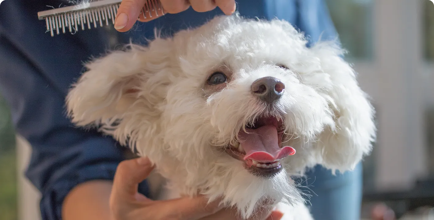 Fluffy white dog being groomed