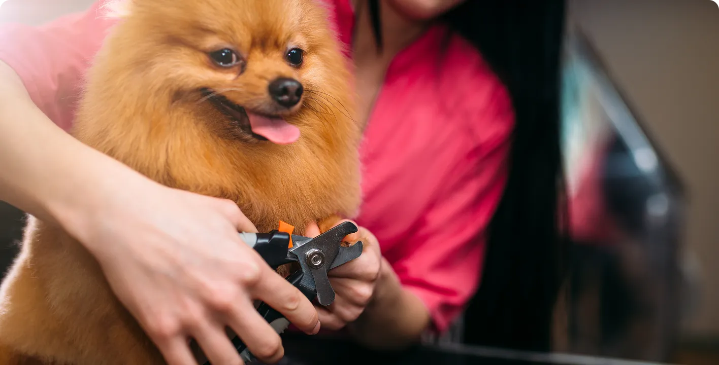 Pomeranian having her nails trimmed by a Poochies groomer in North Dallas
